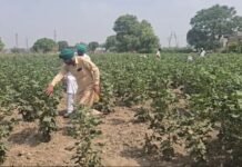 Punjab News: पंजाब के मानसा जिले में चिट्ठी-मक्खी का हमला, नरमे की फसल बर्बाद Whitefly infestation in Punjab's Mansa district; cotton crop destroyed