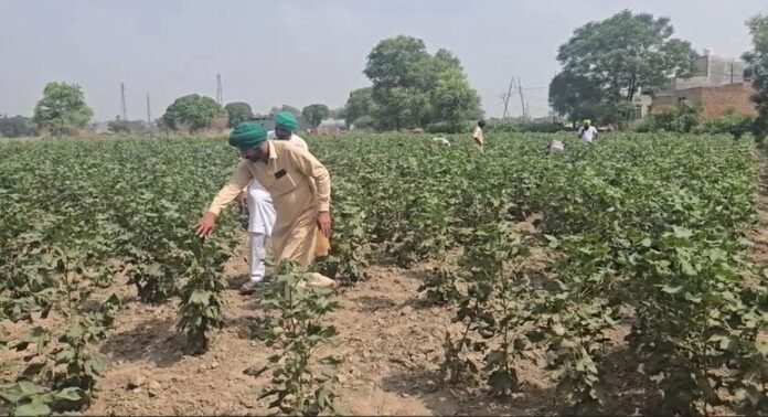 Whitefly infestation in Punjab's Mansa district; cotton crop destroyed
